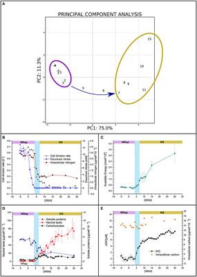 The Transition Toward Nitrogen Deprivation in Diatoms Requires Chloroplast Stand-By and Deep Metabolic Reshuffling